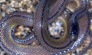 今日科普：黑脊蛇品种介绍