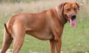 罗德西亚脊背犬是什么品种的狗狗？