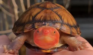 红面蛋龟需要晒太阳吗？红面蛋龟需不需要晒太阳？