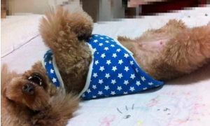 4000多元的泰迪犬遇车祸治疗费花了2万多元