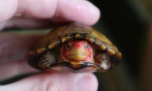 红面蛋龟能冷水过冬吗？