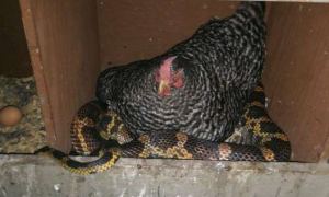 鸡蛇也可以和睦相处 原来蛇也不是那么可怕
