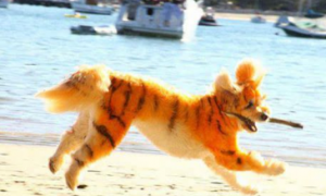 宠物美容师把宠物狗染成老虎的模样 吸引了很多宠物主人的关注