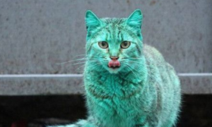 一只全身翠绿色的猫咪牵动大家的心 原因震惊所有人