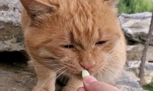 猫咪的镇痛及药物使用，养猫常备药！