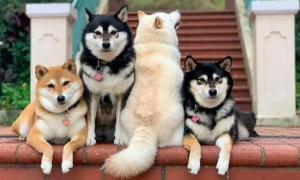 4只狗狗一起拍全家福，白色柴犬总是不在状态，这是戏精上身吗？