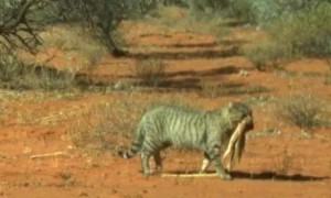 澳洲发现“不寻常”野猫体型如小型野狗，捕杀6公斤重的巨蜥