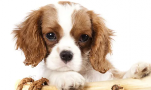 狗狗不吃药，应该怎样给狗狗喂药片？