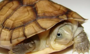 黄喉拟水龟怎么冬眠？来看看吧