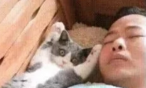 猫咪和男主睡觉，被女主发现后一脸惊慌：妈，我什么都没做！