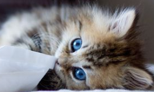 今日科普：一个月的小猫便秘怎么办？