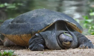 马来西亚巨龟寿命有多久？有必要了解一下！