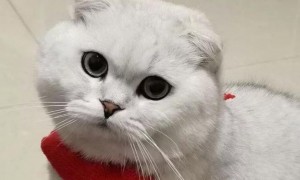 五千块买的猫咪，就爱咬人很心寒，能把它打服吗？