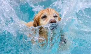 “水性”最好是的5种狗狗，每只都能“飞驰人生”