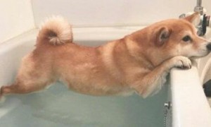 傲骄柴犬讨厌洗澡，被逼无奈只能使绝技