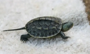 珍珠龟是深水龟还是浅水龟？