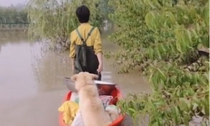 村子水淹了，女子顶风冒雨回家接狗狗，这一幕太令人动容了！