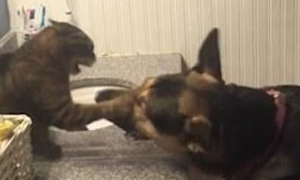 德国牧羊犬和一只猫对打了半天 狗是在搞笑而猫真生气了