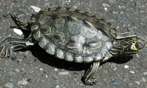 地图龟是热带龟吗？