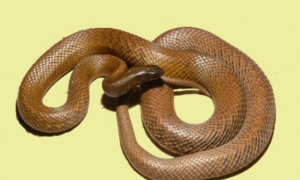 陆地第一毒蛇—细鳞太攀蛇