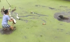 网友带金毛去乡村玩，第二天它就跳池塘里去咬鸭子，妈妈都奔溃了