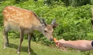 游客无视规矩喂鹿胡萝卜，害它被拖走枪毙
