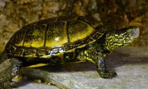 欧洲泽龟是国家保护动物吗？欧洲泽龟是否国家保护动物？