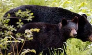 加拿大一加油砂工场遇黑熊袭击 女工丧命