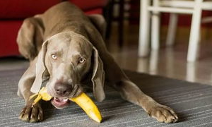 狗狗可以吃香蕉吗？狗狗吃香蕉的好处
