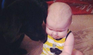保姆虐待7个月大婴儿 宠物狗极力保护
