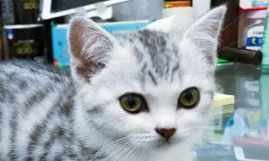 串串猫能生育吗