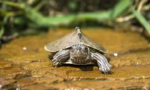 密西西比地图龟属于深水龟吗？密西西比地图龟是深水龟吗？