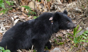 小黑熊被发现落单 体检过关搬移进行野放训练