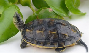 中华花龟的寿命一般多少年？好奇就来了解~