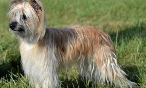比利牛斯牧羊犬的养护常识 注意毛发护理