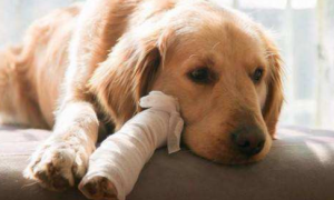 狗狗患上风湿病的原因是什么？如何预防狗狗风湿病？