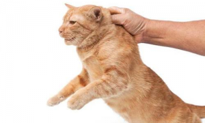被命运扼住的后颈肉，为什么提起猫咪它会立马变乖？