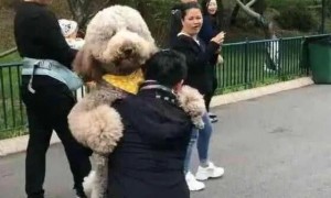 主人抱着狗狗在公园散步，路人投来好奇的目光，直呼这是只真狗吗