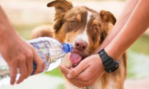 狗每天需要多少水？