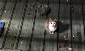 约定下班后在放饭 流浪猫整晚守在阳台外等