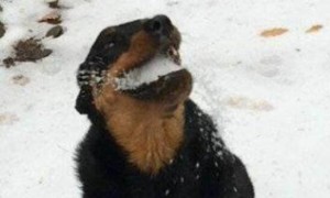 带狗去雪地训炼，刚朝狗扔了个雪球，就被它成功抓住