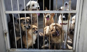 900只流浪狗，吃掉了2套深圳的房子，救助流浪狗的心酸无人能懂
