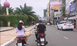 道路上二辆并行处理摩托车上的狗狗相互之间亲吻另一方，网友：太幸福了吧！