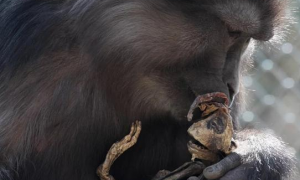 生物学家傻眼: 汤基猕猴关爱死去宝宝, 最后却把小猴木乃伊遗骸吃掉