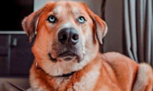 荷兰狗狗一直喜爱压自身的鼻部，医师的诊治結果令人无奈