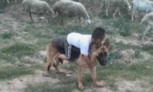 小主人牧羊时稳中带皮，骑在德牧的身上，小狗表明要相互配合主人工作