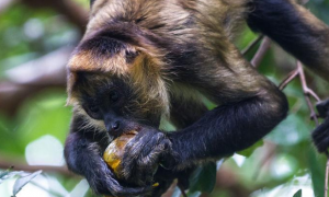 亚马逊蜘蛛猴吃什么食物？你知道吗