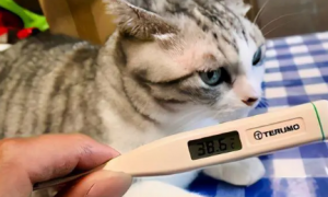 猫咪体温多少度算正常