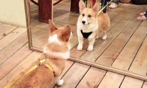 狗狗知道镜子里的是自己吗？
