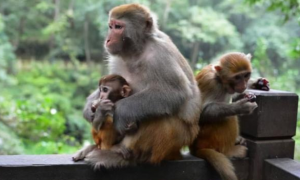 贵州猴子闯入30层住户家中，“打砸”后逃离，为什么会这样？